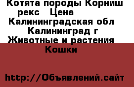 Котята породы Корниш-рекс › Цена ­ 20 000 - Калининградская обл., Калининград г. Животные и растения » Кошки   
